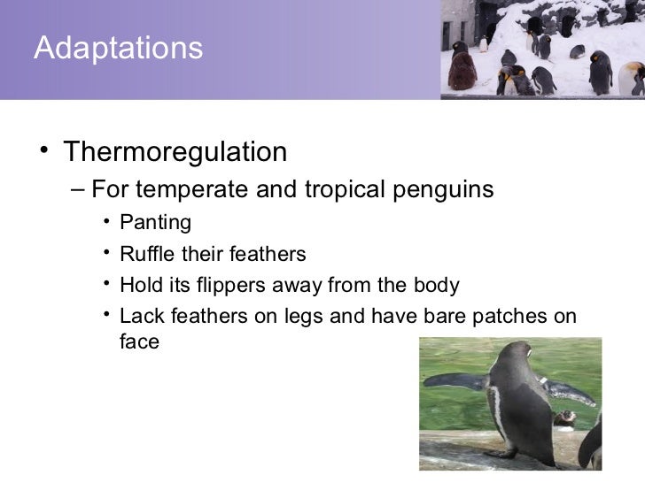 Penguins