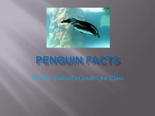 Penguin Facts By Mrs. Tufnail’s Grade One Class 