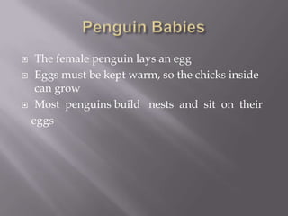 Penguin BabiesThe female penguin lays an eggEggs must be kept warm, so the chicks inside can growMost  penguins build   nests  and  sit  on  their     eggs             