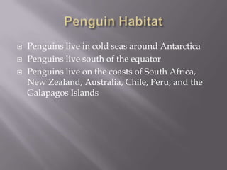 Penguin HabitatPenguins live in cold seas around AntarcticaPenguins live south of the equatorPenguins live on the coasts of South Africa, New Zealand, Australia, Chile, Peru, and the Galapagos Islands