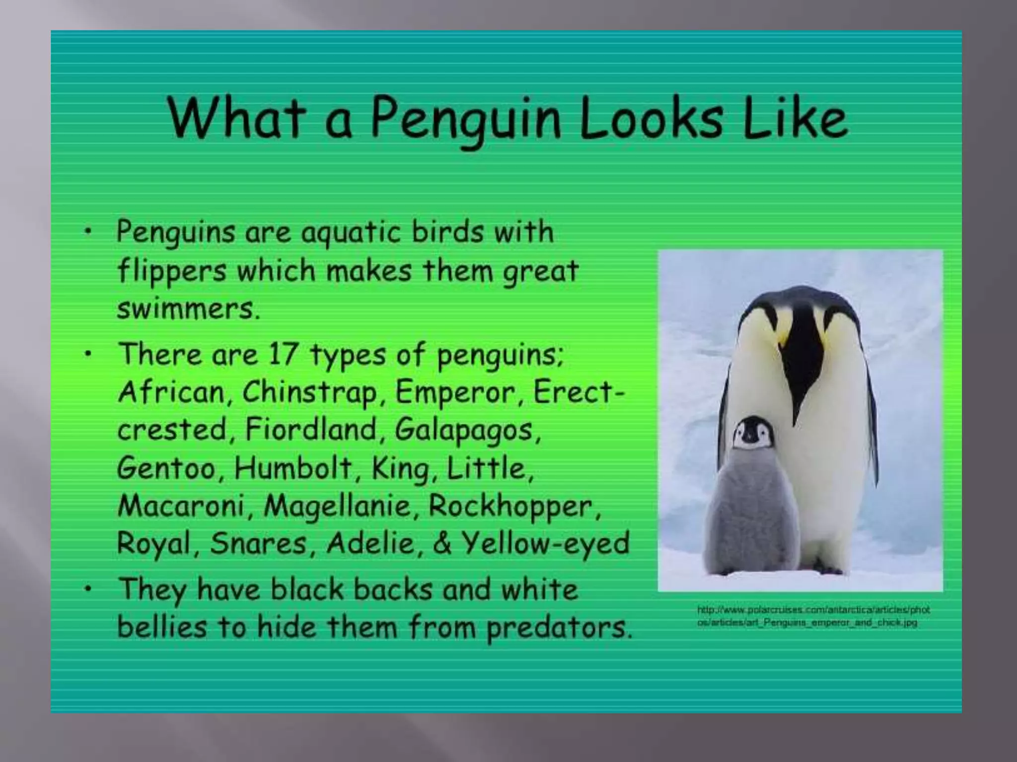 Penguinfacts