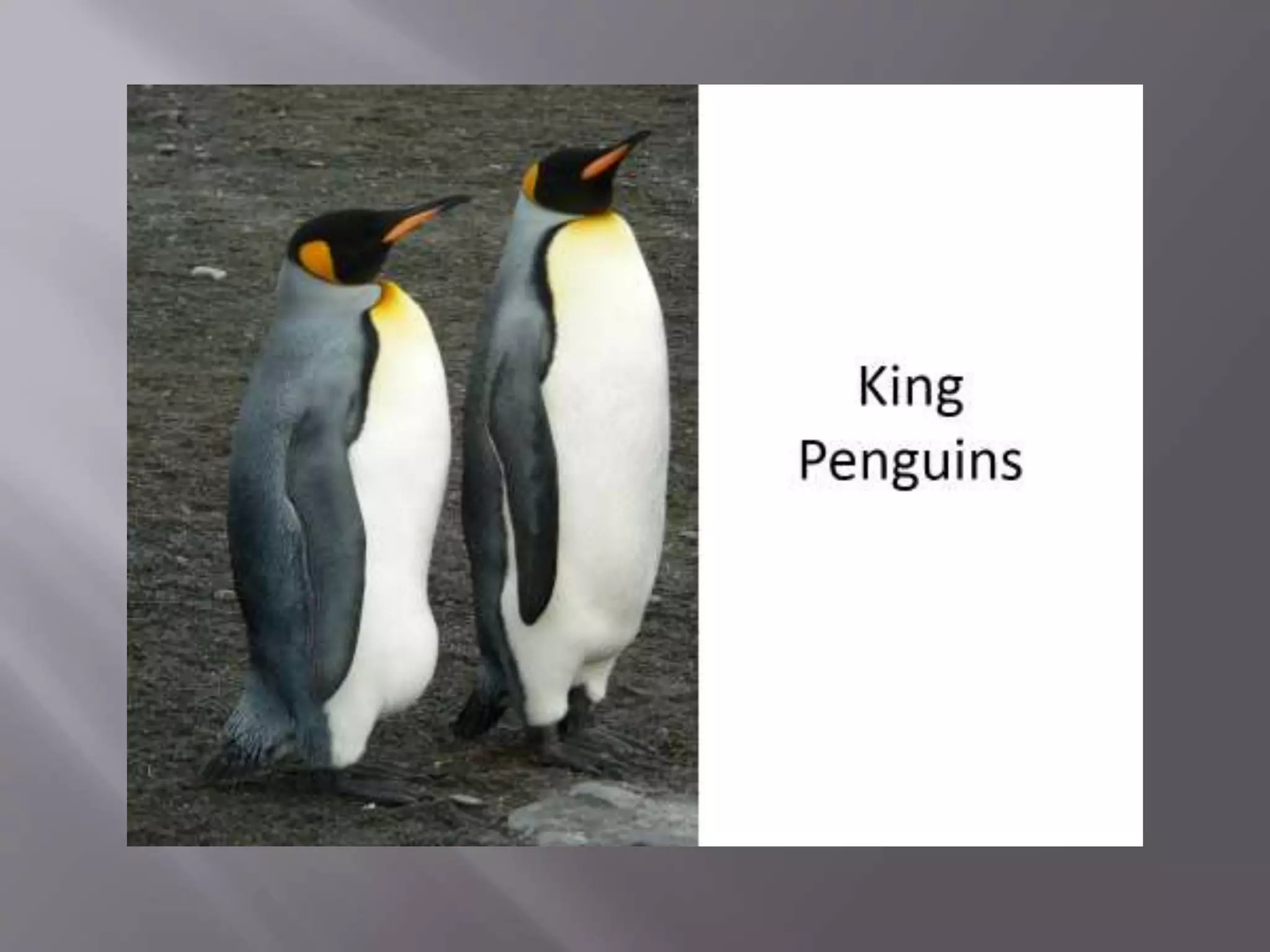 Penguinfacts
