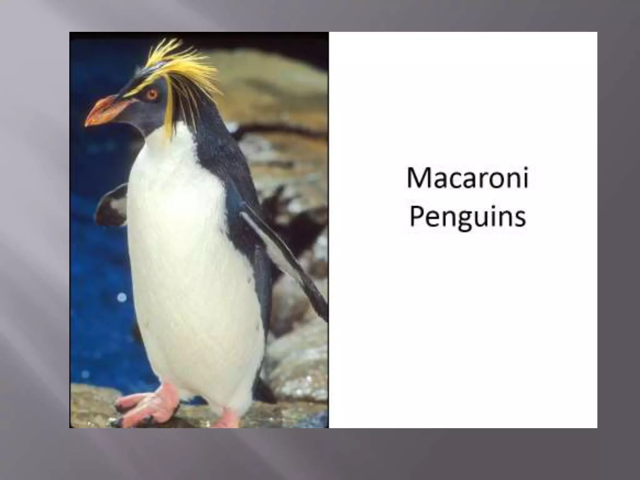 Penguinfacts