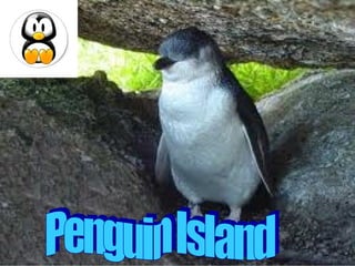 Penguin island brochure