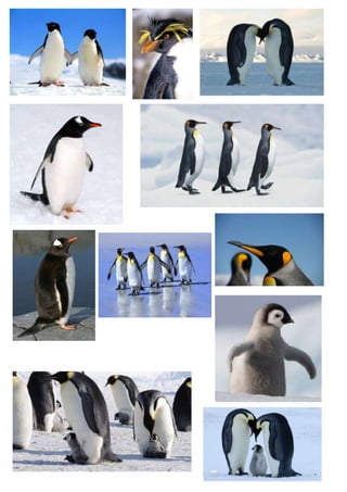 Penguin mood board