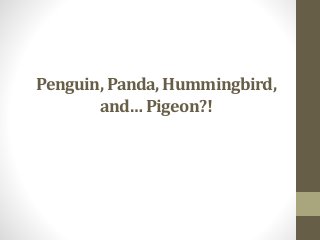 Penguin, Panda, Hummingbird, 
and… Pigeon?! 
 