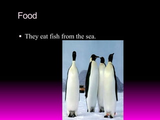 FoodThey eat fish from the sea.