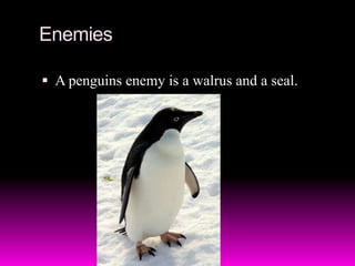 The babies are hatched in December.