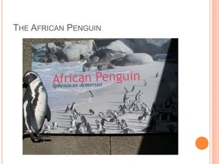 The African Penguin 