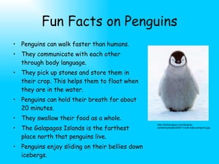 Penguins | PPT