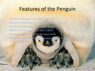 Features of the Penguin Feathers of penguin are packed and smooth Feathers of offspring's have fur like a chicken or a owl Feathers help penguin endure cold weather Feathers of offspring’s shed after a while Penguins have webbed feet like other birds Penguins have a chest flap which keeps the egg or offspring warm and under the penguin 