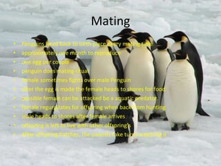 Mating Penguins head back to birth place every mating time approximately one month to reproduce one egg per couple penguin does mating ritual female sometimes fights over male Penguin after the egg is made the female heads to shores for food possible female can be attacked be a aquatic predator female regurgitates for offspring when back from hunting male heads to shores after female arrives offspring is left to live with other offspring’s After offspring hatches, the parents take turns watching it 