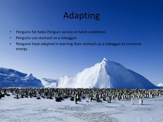 Adapting Penguins fat helps Penguin survive in harsh conditions Penguins use stomach as a toboggan Penguins have adapted in learning their stomach as a toboggan to conserve energy 