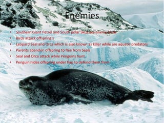 Enemies Southern Giant Petrel and South polar Skua are enemy birds Birds attack offspring's Leopard Seal and Orca which is also known as killer while are aquatic predators Parents abandon offspring to flee from Seals Seal and Orca attack while Penguins hunt Penguin hides offspring under flap to defend them from  