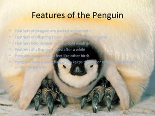 Features of the Penguin Feathers of penguin are packed and smooth Feathers of offspring's have fur like a chicken or a owl Feathers help penguin endure cold weather Feathers of offspring’s shed after a while Penguins have webbed feet like other birds Penguins have a chest flap which keeps the egg or offspring warm and under the penguin 