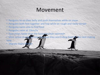 Penguins | PPT