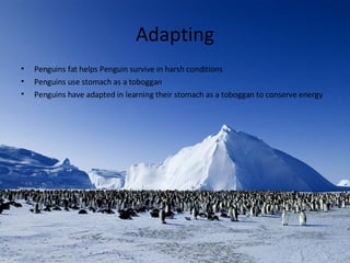 Penguins | PPT