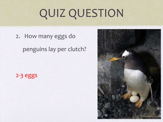 Penguins 2E1 | PPT | Free Download