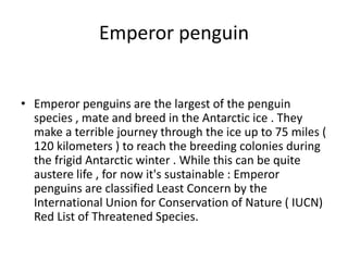 Emperor penguin
• Emperor penguins are the largest of the penguin
species , mate and breed in the Antarctic ice . They
make a terrible journey through the ice up to 75 miles (
120 kilometers ) to reach the breeding colonies during
the frigid Antarctic winter . While this can be quite
austere life , for now it's sustainable : Emperor
penguins are classified Least Concern by the
International Union for Conservation of Nature ( IUCN)
Red List of Threatened Species.
 