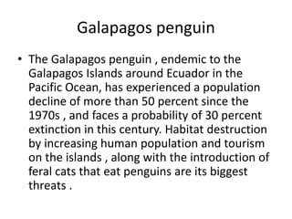 Galapagos penguin
• The Galapagos penguin , endemic to the
Galapagos Islands around Ecuador in the
Pacific Ocean, has experienced a population
decline of more than 50 percent since the
1970s , and faces a probability of 30 percent
extinction in this century. Habitat destruction
by increasing human population and tourism
on the islands , along with the introduction of
feral cats that eat penguins are its biggest
threats .
 