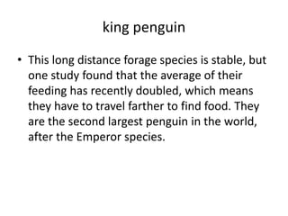king penguin
• This long distance forage species is stable, but
one study found that the average of their
feeding has recently doubled, which means
they have to travel farther to find food. They
are the second largest penguin in the world,
after the Emperor species.
 