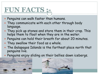 Penguins | PPT
