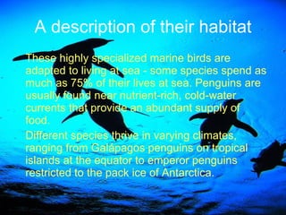 A description of their habitat These highly specialized marine birds are adapted to living at sea - some species spend as much as 75% of their lives at sea. Penguins are usually found near nutrient-rich, cold-water currents that provide an abundant supply of food.   Different species thrive in varying climates, ranging from Galápagos penguins on tropical islands at the equator to emperor penguins restricted to the pack ice of Antarctica. 