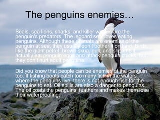 The penguins enemies… Seals, sea lions, sharks, and killer whales are the penguin's predators. The leopard seal loves eating penguins. Although these animals are enemies of the penguin at sea, they usually don’t bother it on land. Birds, like the giant petrel, brown skua, gull, and sheathbill, actually eat penguin eggs and attack penguin chicks, but they don’t hurt adult penguins.     Did you know that people can be enemies of the penguin too. If fishing boats catch too many fish in the waters where the penguins live, there is not enough fish for the penguins to eat. Oil spills are also a danger to penguins. The oil coats the penguins’ feathers and makes them lose their waterproofing.  