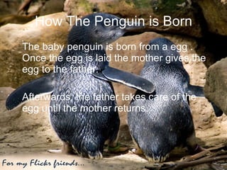 How The Penguin is Born The baby penguin is born from a egg . Once the egg is laid the mother gives the egg to the father. Afterwards, the father takes care of the egg until the mother returns. 