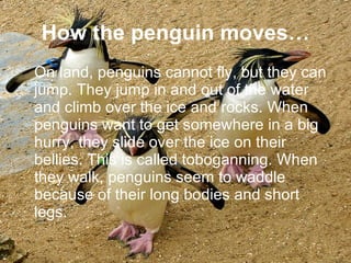 How the penguin moves… On land, penguins cannot fly, but they can jump. They jump in and out of the water and climb over the ice and rocks. When penguins want to get somewhere in a big hurry, they slide over the ice on their bellies. This is called toboganning. When they walk, penguins seem to waddle because of their long bodies and short legs.  