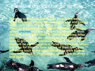 How the chicks change as they grow… Both the mother and father take care of the baby when the father comes home. They feed it and keep it warm until it is too big to stay in the brood pouch. Then, all the baby chicks gather together in groups called  crèches  and learn how to be penguins. Mom and Dad come back often to feed their babies. After about five months, the chicks lose their baby fur and start to grow their waterproof feathers. Pretty soon they will be old enough to survive on their own. When it is time for them to have babies of their own, they will come back to the same place they were born to raise their chicks. They usually come back in about four years. 