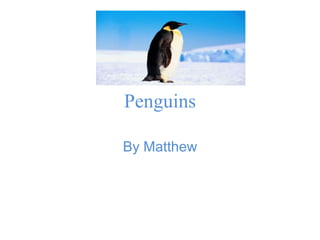 Penguins
By Matthew

 