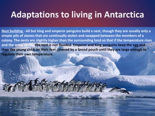 Adaptations to living in Antarctica
Nest building - All but king and emperor penguins build a nest, though they are usually only a
simple pile of stones that are continually stolen and swapped between the members of a
colony. The nests are slightly higher than the surrounding land so that if the temperature rises
and the snow melts, the nest is not flooded. Emperor and King penguins keep the egg and
then the young chick on their feet covered by a brood pouch until they are large enough to
regulate their own temperature.
 