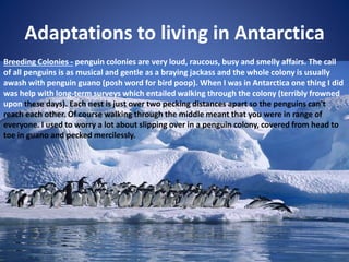 Adaptations to living in Antarctica
Breeding Colonies - penguin colonies are very loud, raucous, busy and smelly affairs. The call
of all penguins is as musical and gentle as a braying jackass and the whole colony is usually
awash with penguin guano (posh word for bird poop). When I was in Antarctica one thing I did
was help with long-term surveys which entailed walking through the colony (terribly frowned
upon these days). Each nest is just over two pecking distances apart so the penguins can't
reach each other. Of course walking through the middle meant that you were in range of
everyone. I used to worry a lot about slipping over in a penguin colony, covered from head to
toe in guano and pecked mercilessly.
 