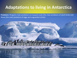 Adaptations to living in Antarctica
Predators: Penguins main predators are leopard seals (the main predators of adult birds) and
Skuas (the main predators of eggs and unguarded chicks).
 