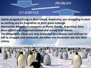 Problem
To Survive
Adelie penguins living on Ross Island, Antarctica, are struggling to feed
as melting sea ice fragments to form giant icebergs.
Meanwhile Magellanic penguins at Punta Tombo, Argentina, have
been affected by huge rainstorms and strong heat waves.
The Magellanic chicks are only protected by a downy coat and can be
left to struggle and eventually die when rain torrential rain hits their
colony.
 