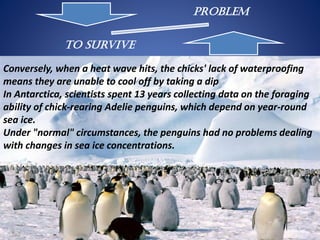 Problem
To Survive
Conversely, when a heat wave hits, the chicks' lack of waterproofing
means they are unable to cool off by taking a dip
In Antarctica, scientists spent 13 years collecting data on the foraging
ability of chick-rearing Adelie penguins, which depend on year-round
sea ice.
Under "normal" circumstances, the penguins had no problems dealing
with changes in sea ice concentrations.
 