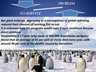 Problem
To Survive
But giant icebergs, appearing as a consequence of global warming,
reduced their chances of catching fish to eat.
It is unknown how the penguins would cope if such conditions became
more common.
Meanwhile, a 27-year-long study of 400,000 Argentinian penguins
found that an average of 65 per cent of chicks died every year, with
around 40 per cent of the deaths caused by starvation.
 