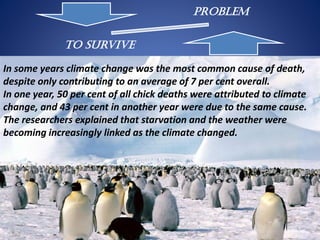 Problem
To Survive
In some years climate change was the most common cause of death,
despite only contributing to an average of 7 per cent overall.
In one year, 50 per cent of all chick deaths were attributed to climate
change, and 43 per cent in another year were due to the same cause.
The researchers explained that starvation and the weather were
becoming increasingly linked as the climate changed.
 