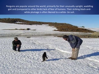Penguins are popular around the world, primarily for their unusually upright, waddling
gait and (compared to other birds) lack of fear of humans. Their striking black-and-
white plumage is often likened to a white- tie suit.
 