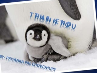 Penguins in antarctica