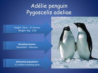 Adélie penguin
Pygoscelis adeliae
Estimated population:
2.5 million breeding pairs
Breeding Season:
November - February
Height: 70cm - 27.5inches
Weight: 5kg - 11lb
 