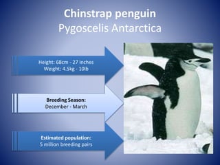 Chinstrap penguin
Pygoscelis Antarctica
Breeding Season:
December - March
Height: 68cm - 27 inches
Weight: 4.5kg - 10lb
Estimated population:
5 million breeding pairs
 