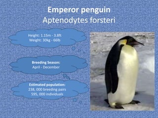 Emperor penguin
Aptenodytes forsteri
Height: 1.15m - 3.8ft
Weight: 30kg - 66lb
Breeding Season:
April - December
Estimated population:
238, 000 breeding pairs
595, 000 individuals
 