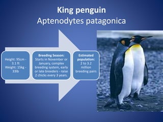 King penguin
Aptenodytes patagonica
Height: 95cm -
3.1 ft
Weight: 15kg -
33lb
Breeding Season:
Starts in November or
January, complex
breeding system, early
or late breeders - raise
2 chicks every 3 years.
Estimated
population:
2 to 3.2
million
breeding pairs
 