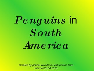 Penguins  in  South America Created by gabriel voiculescu with photos from Internet/23.04.2010 