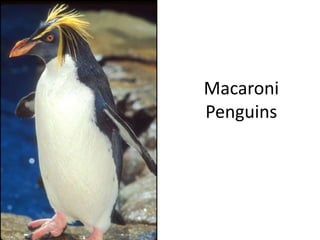 Macaroni Penguins 