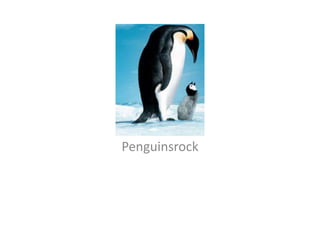 Penguinsrock

 