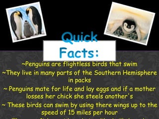 ~Penguins are flightless birds that swim
~They live in many parts of the Southern Hemisphere
                       in packs
~ Penguins mate for life and lay eggs and if a mother
        losses her chick she steels another's
~ These birds can swim by using there wings up to the
              speed of 15 miles per hour
 
