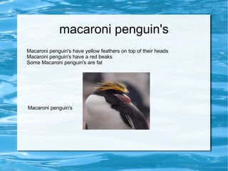 macaroni penguin's Macaroni penguin's have yellow feathers on top of their heads Macaroni penguin's have a red beaks Some Macaroni penguin's are fat  Macaroni penguin's 